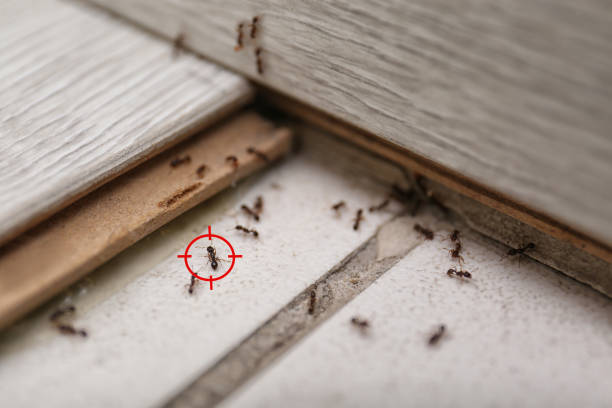 Best Residential Pest Control  in Perryville, MD