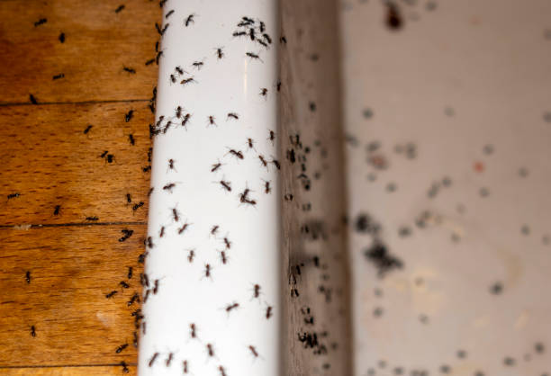 Best Pest Control Near Me in Perryville, MD