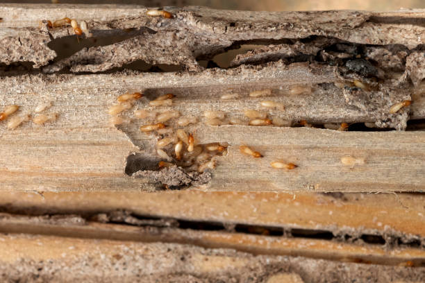 Best Best Pest Control Companies  in Perryville, MD