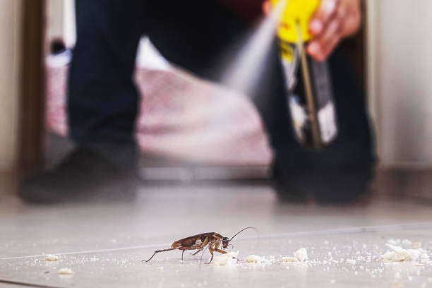 Best Spider Control Near Me  in Perryville, MD